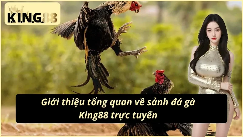 Tổng quan về hình thức đá gà King88