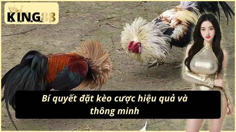 Bí quyết đặt kèo cùng các bậc thầy đá gà cựa dao KING88