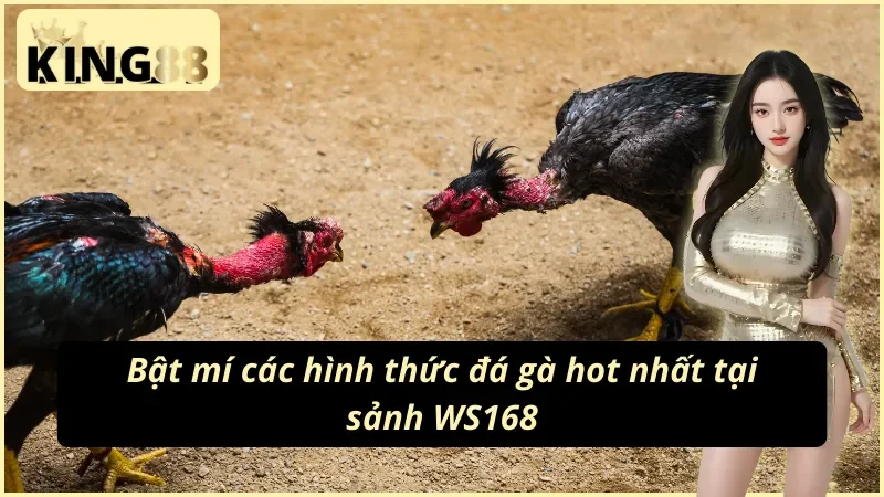 Bật mí hình thức giải trí hot nhất tại WS168 đá gà KING88