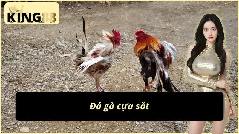 Đá gà cựa sắt siêu hot tại WS168 đá gà KING88